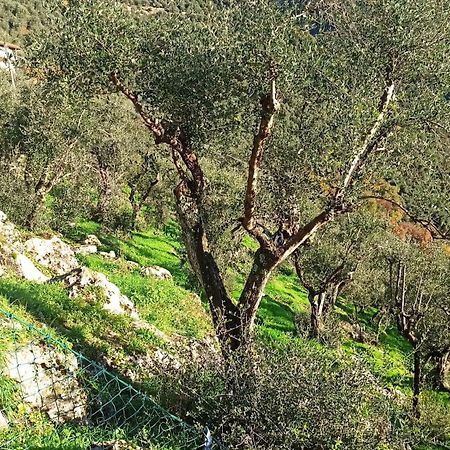 קמאיורה Casa Berti - Urlaub Im Olivenhain מראה חיצוני תמונה