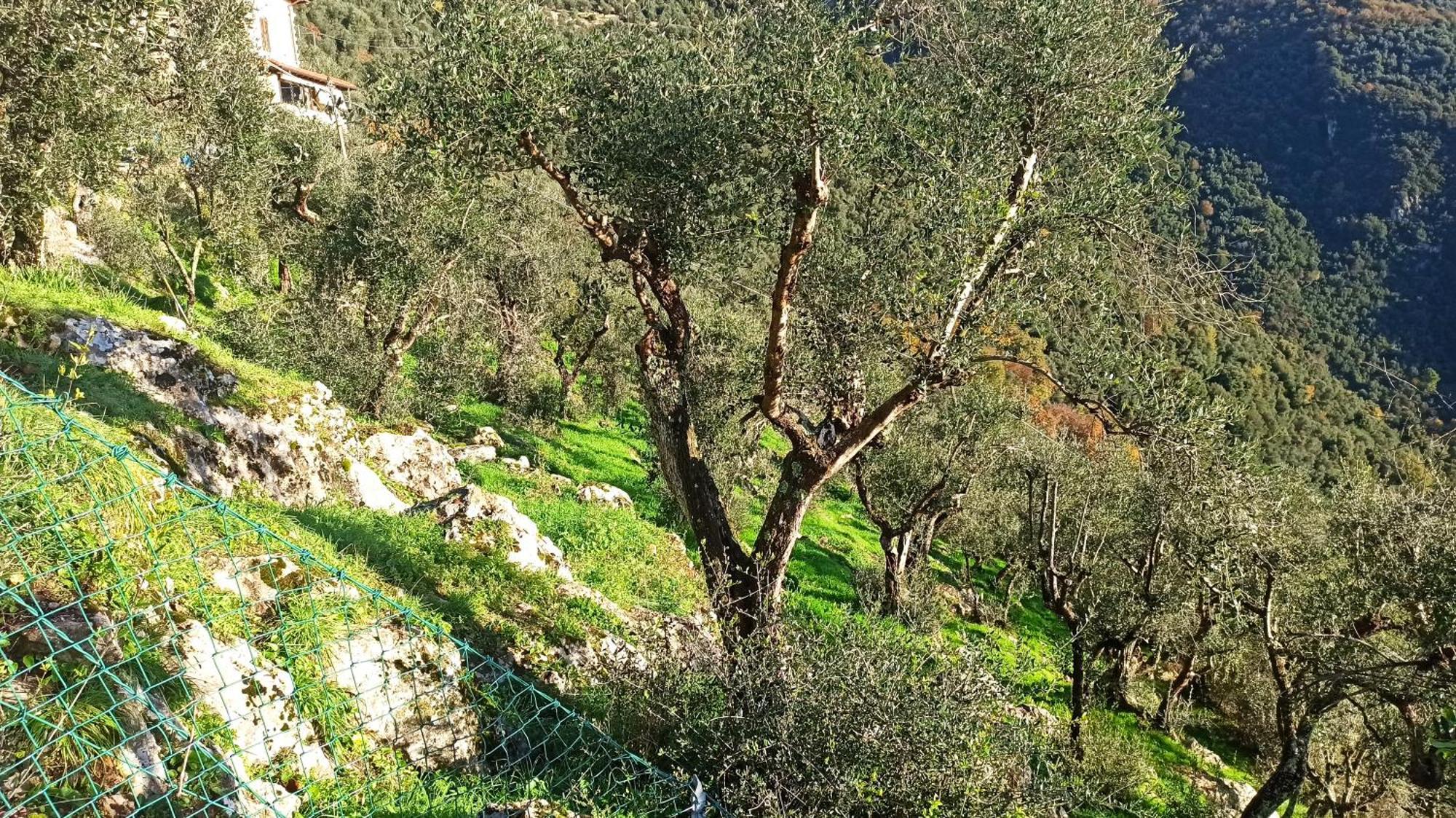 קמאיורה Casa Berti - Urlaub Im Olivenhain מראה חיצוני תמונה
